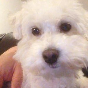 Meet your Posher, Tara